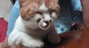 Японский кот пытается говорить
