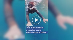 Кіт трохи не проковтнув жінку в Норвегії