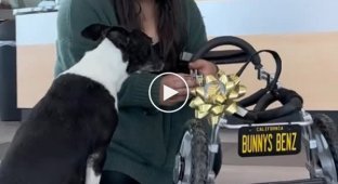 Це відео поверне вашу віру в людство: Mercedes Benz зробили інвалідне крісло для собаки