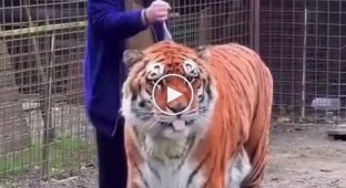 Вычесываем тигра