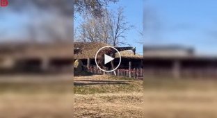 Страус і жираф влаштували дивне «розбирання»