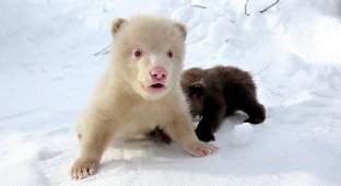 Медвеженок альбинос (14 фотографий)