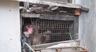 В Таиланде обезьяну освободили из тесной клетки после 25 лет заточения (5 фото)
