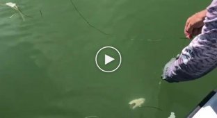 Американец поймал акулу, которую укусила рыба покрупнее