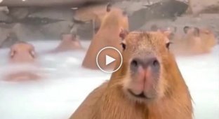 Some interesting facts about capybaras