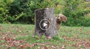 A baby squirrel circles a tree stump above a dog