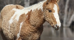 Забайкальская кучерявая лошадь (13 фото)