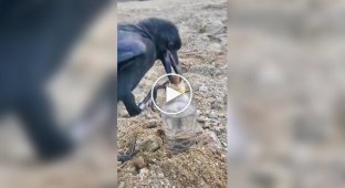 A raven uses stones to reach water in a bottle