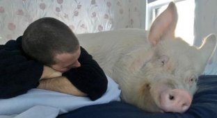 Мини-поросенок вырос в огромную свинью (20 фото)