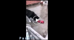 Пёс, встретив робота, свалился с крыши