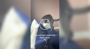 Кот отключает будильник хозяйки