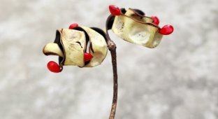 Unusual plants from different countries that surprise with their appearance (19 photos)