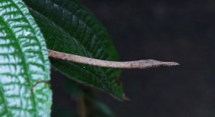 Мадагаскарский листоносый уж: Носатый и смешной пожиратель мелкой фауны прикидывается веткой 90% времени (7 фото)