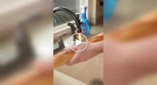 French chefs recommend washing bread