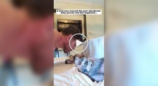 A guy saved abandoned parrot chicks