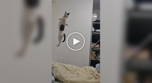 Коты и кошки в слоу-мо