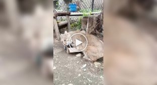 Коробка для рыси