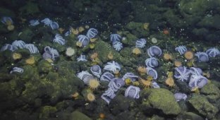 Таємниче місце на глибині 3 км, де восьминоги закінчують свій життєвий шлях (6 фото)