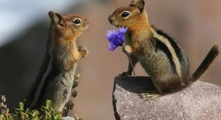 Everyone Does IT - Animals Too (11 photos)