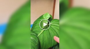 Богомол, похожий на лист