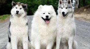 Do you know how to distinguish a husky from a malamute at first sight? it couldn't be easier! (6 photos)