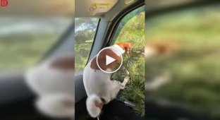 Собака выбирает елку по-своему