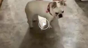 A small dog who has not yet learned to take off quickly