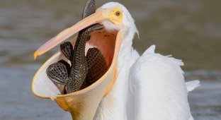 Американський пелікан: гігантська паща та невгамовні апетити (8 фото)