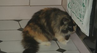 Missing cat returned to owners after 11 years (2 photos)