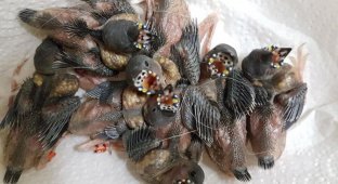 Амадина Гульдана: Жуткие инопланетные птенцы и их превращение в красивейшую птичку (7 фото)