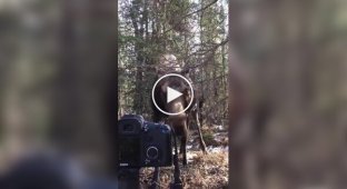 Встреча с лосем в лесу