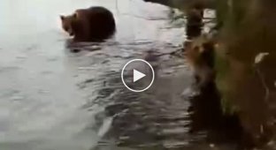 Слабоумие и отвага россиянин на Камчатке отогнал медведицу с медвежатами удочкой