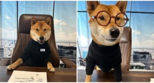 Elon Musk appoints his cute dog as the CEO of Twitter (4 photos)
