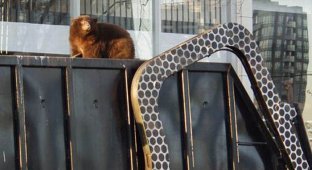 Медведь прокатился в мусоровозе (14 фото)