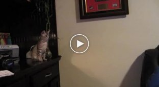 Неудачный и смешной прыжок кота