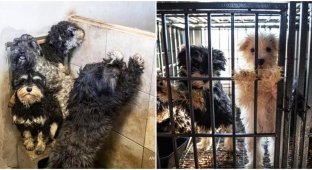 Поліція врятувала 150 собак із рук жорстоких заводчиків (8 фото)