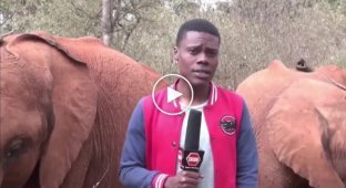 Слоненок мешает журналисту вести репортаж