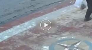 A man came to the aid of a cat