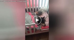 Мама зняла на відео як мило спить її дочка разом із собакою