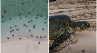 Удивительные кадры: гнездование 64 тысяч зеленых черепах (8 фото + 2 видео)