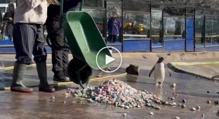 Gentoo penguins give females beautiful stones as a sign of love