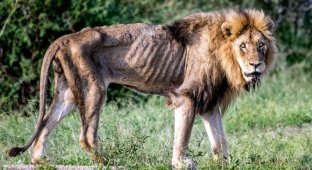 Душераздирающие фотографии последних часов жизни льва, изгнанного из прайда (6 фото)