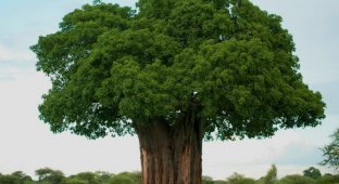 Amazing trees of our planet (24 photos)