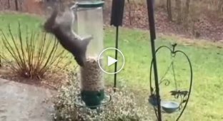 Белка пытается украсть корм из птичьей кормушки