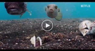 An octopus shoots stones at fish