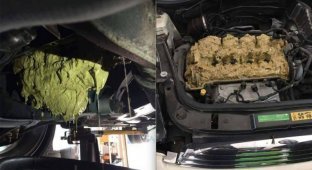 A girl accidentally poured washer fluid into the engine instead of oil (5 photos)