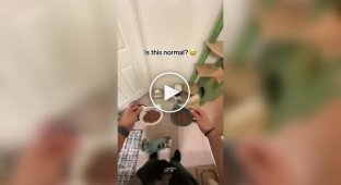 Странная привычка котов перед приемом пищи