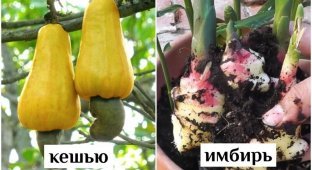 How do our usual fruits, vegetables and nuts grow (23 photos)