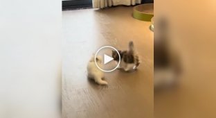 Произошла жесткая схватка двух хищников