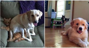 Cats and dogs under one roof, it's funny (16 photos)